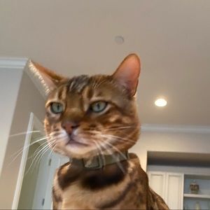 Meet your Posher, Bailey